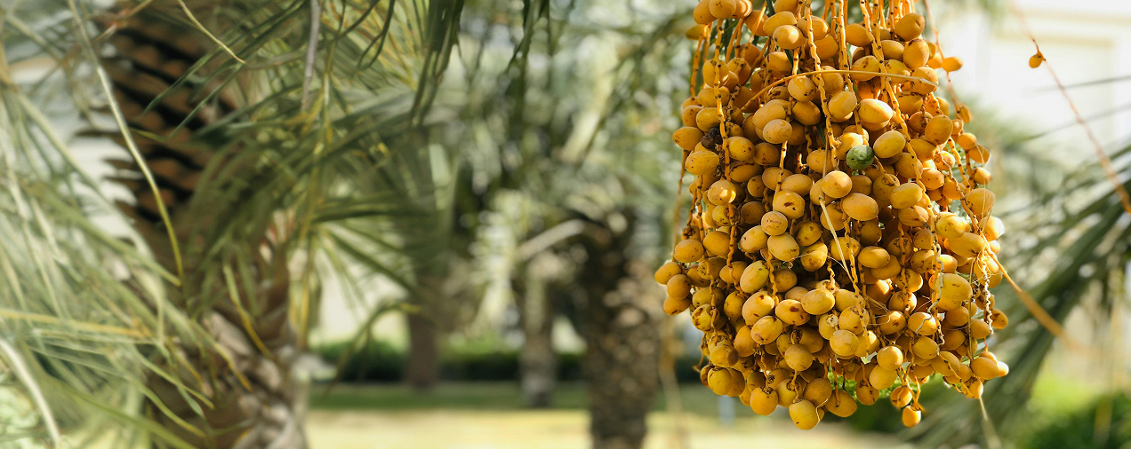 Advancing Sustainable Date Palm Cultivation in the UAE: Technical Committee on Trade Standards